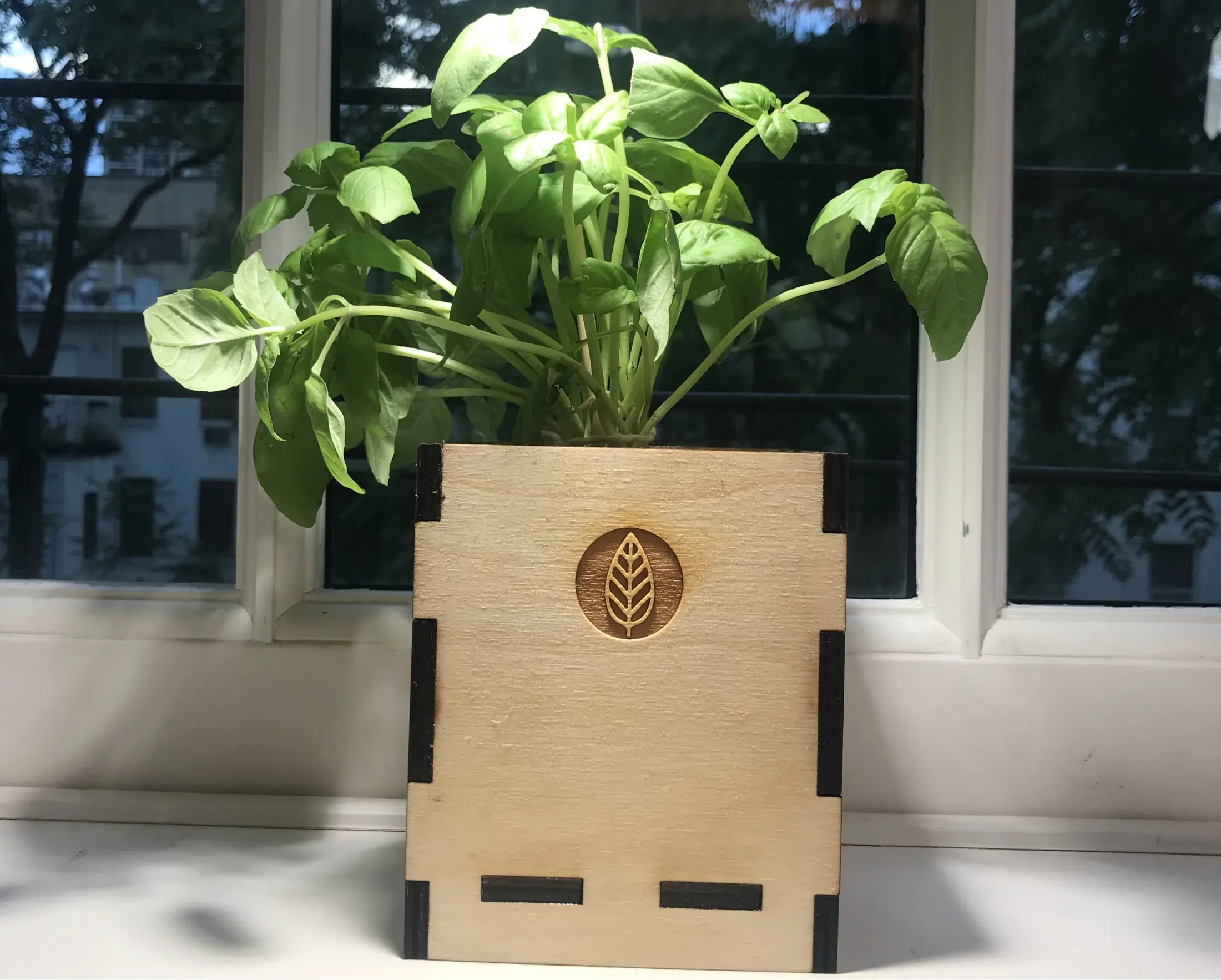 A Baby Sprout box on a window sill, planted with young mint.