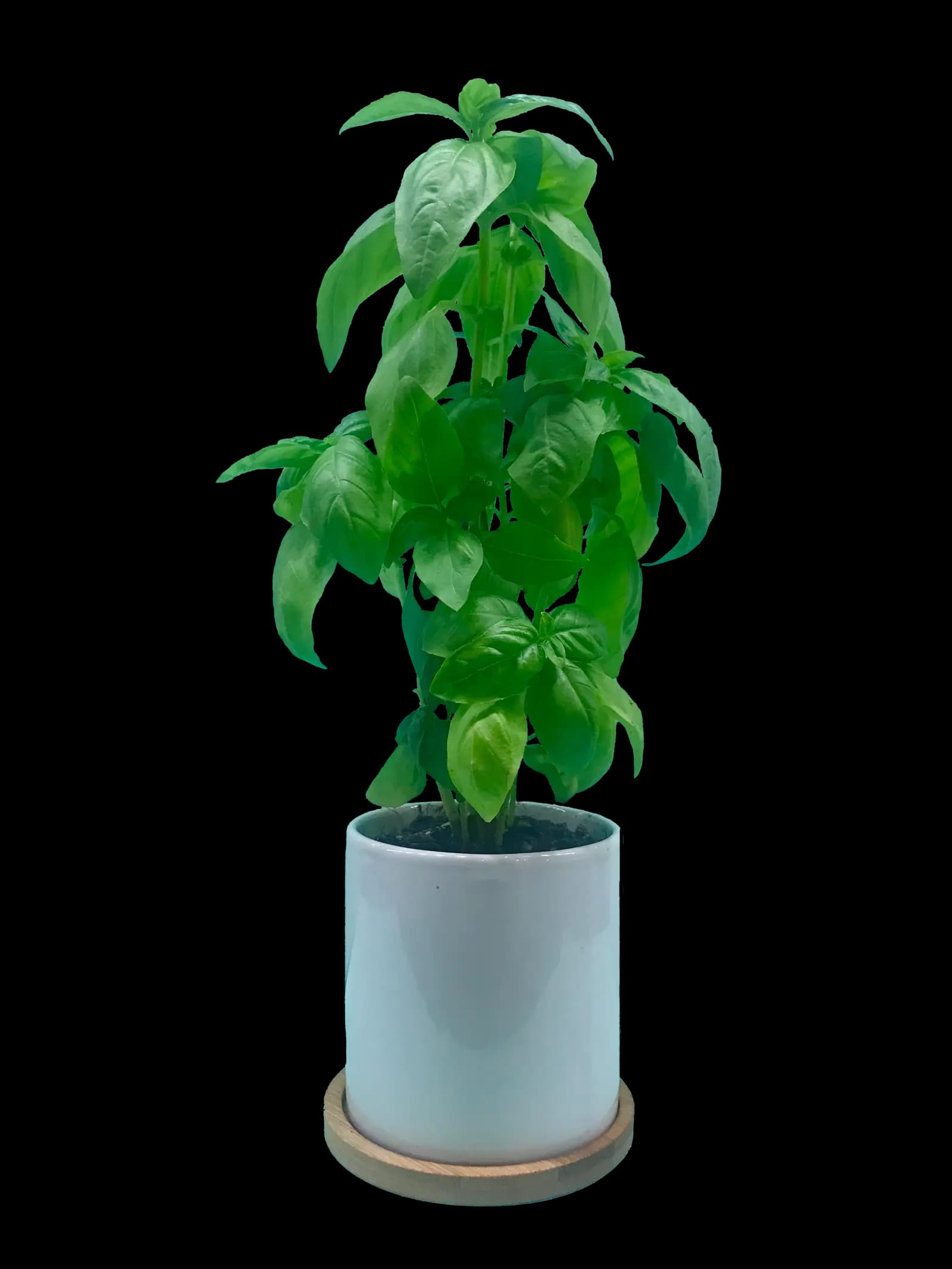 A close view of the Baby Sprout ceramic chassis with seedlings coming up.