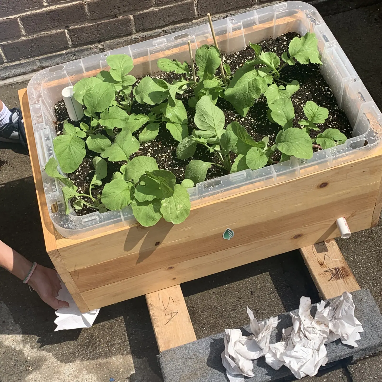 Radish seedlings growing in the soil of the Auto-Watering Planter.